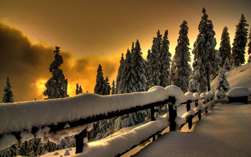 Snow-covered Fence and Trees — Yellow, Dramatic