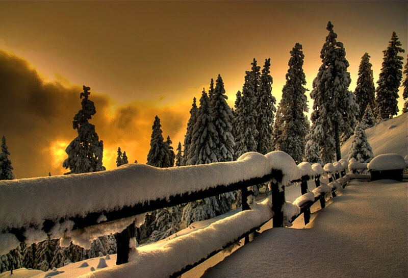 Snow-covered Fence and Trees — Yellow