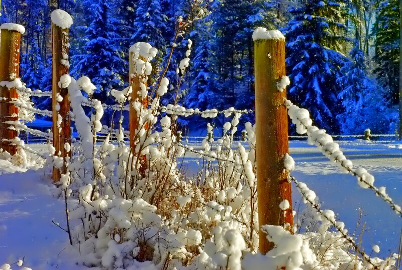 Snow-covered Fence — Blue