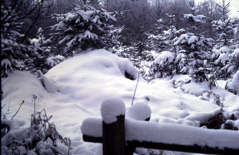 Snow-covered Fence in Forest