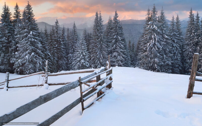 Snow-covered Fence in Forest — White, Serene