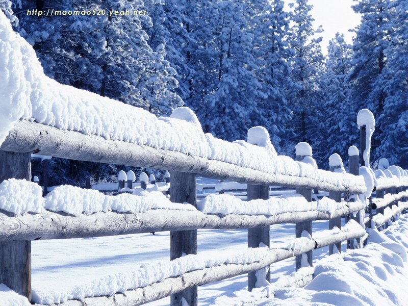 Snow-covered fence in winter forest