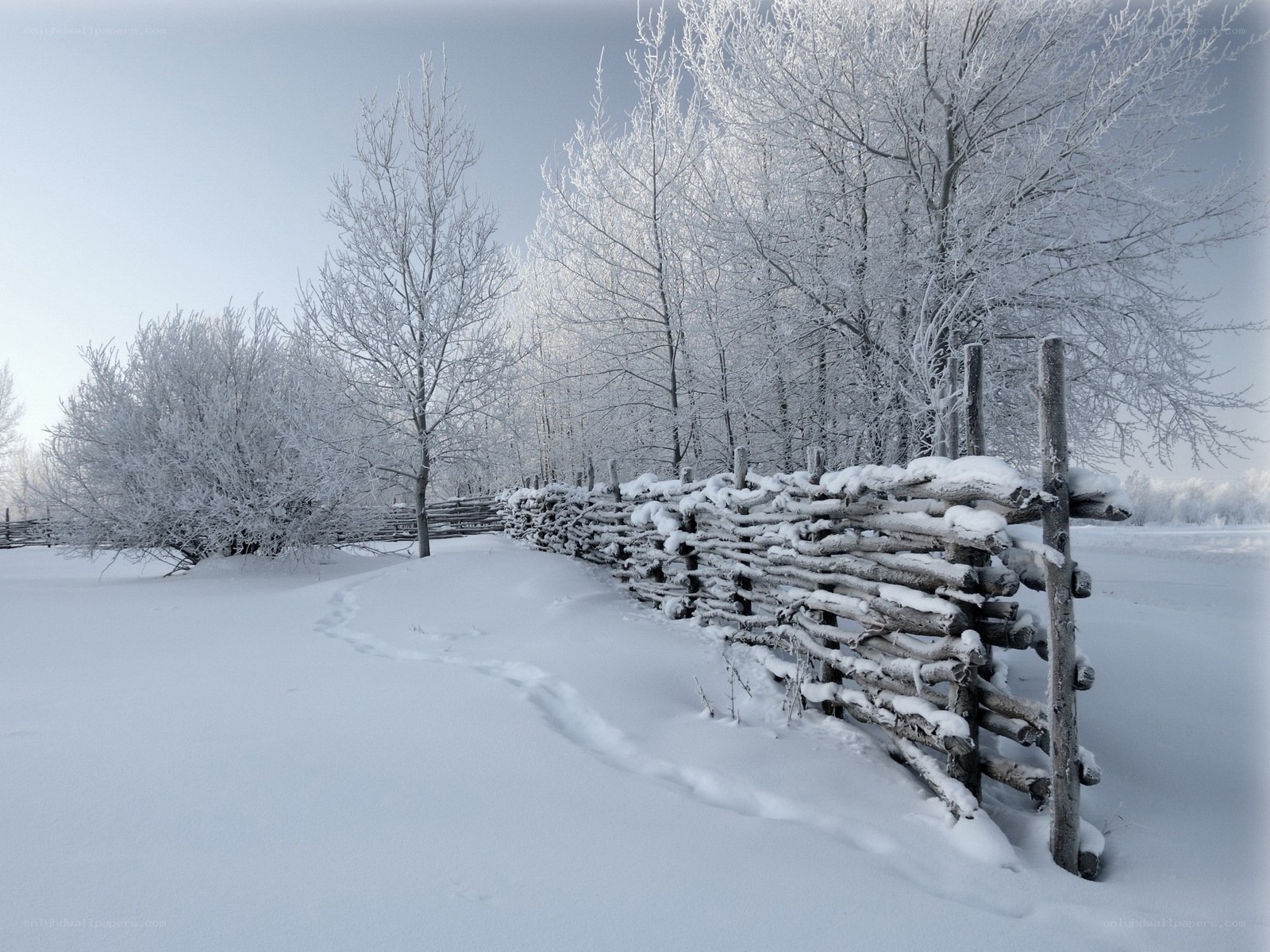 Snow-covered fence in winter