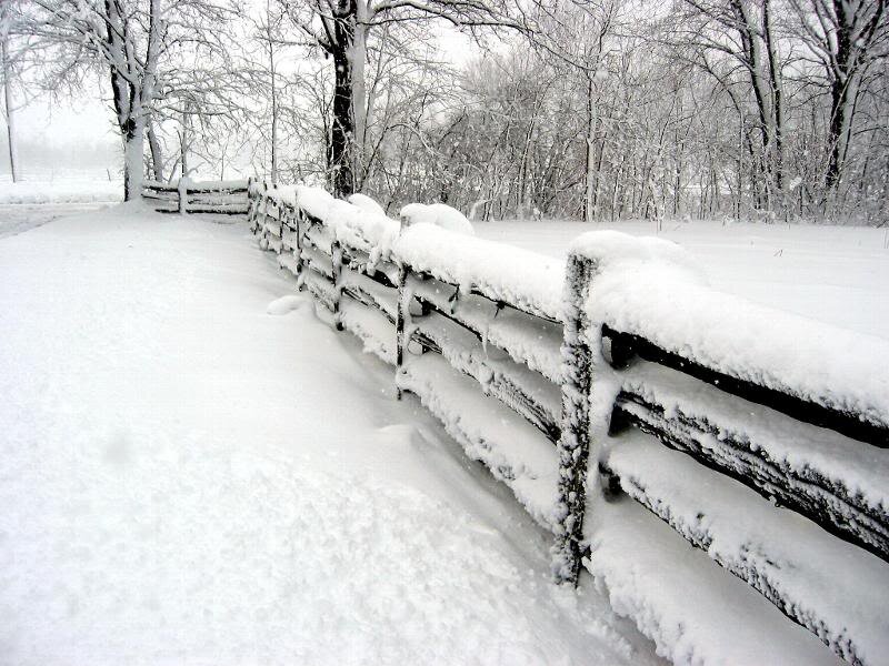 Snow-covered Fence — White