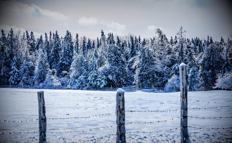 Snow-covered Field and Trees