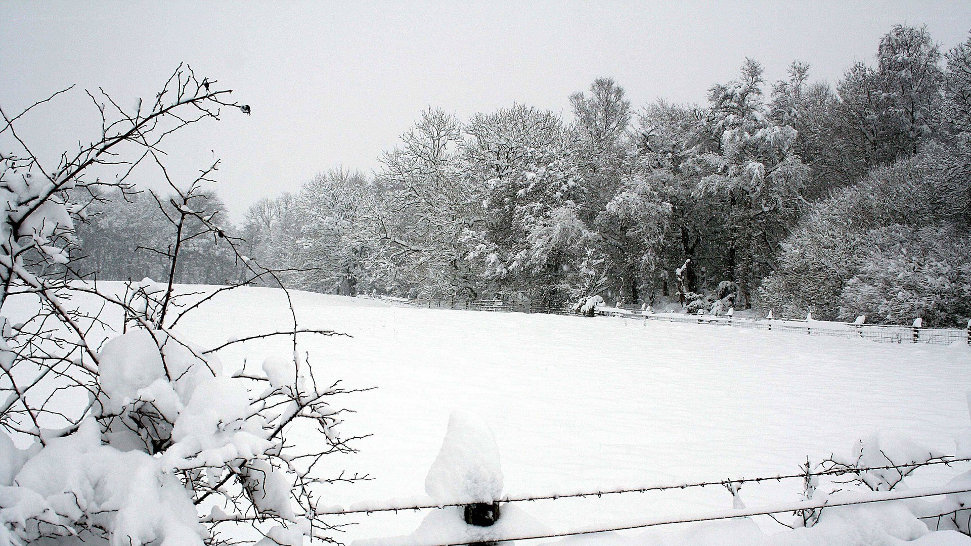 Snow-covered field in winter
