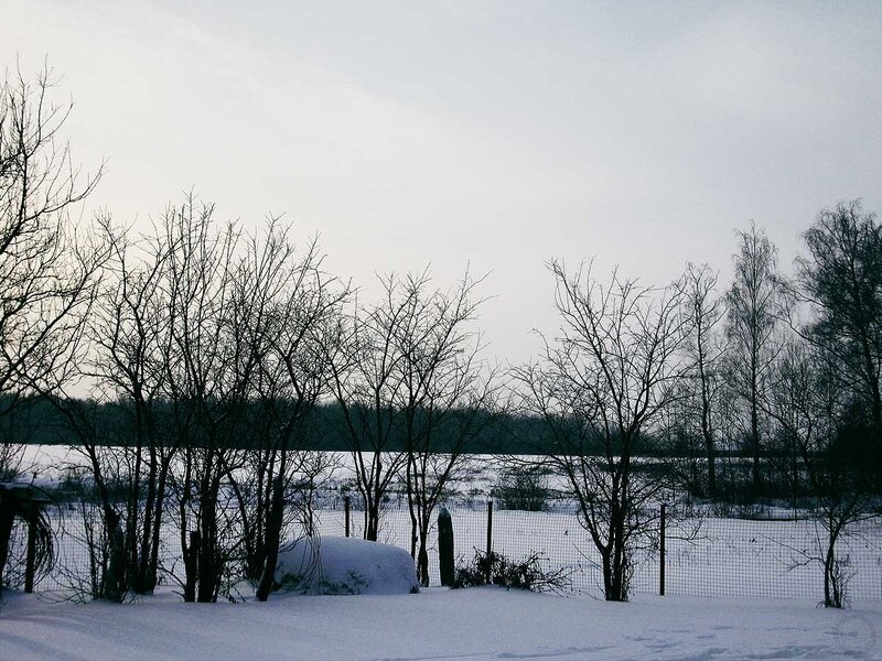 Snow-covered Field — White, Cold, Winter, Photograph, Bare Trees