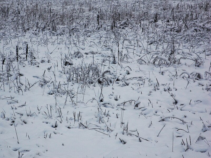 Snow-covered Field — White, Cold, Winter, Photograph, Grass