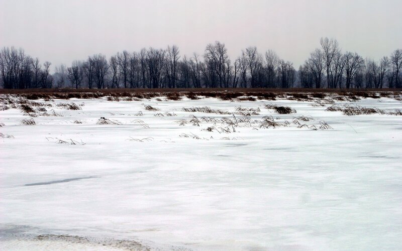 Snow-covered Field — White, Cold, Winter, Photograph, Trees, Grass, Sky