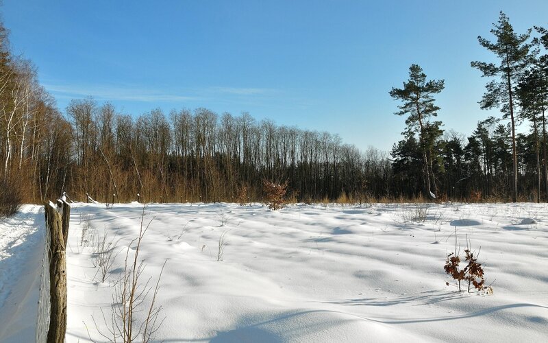 Snow-covered Field — White, Serene, Winter, Photograph, Trees, Fence, Sky, Blue