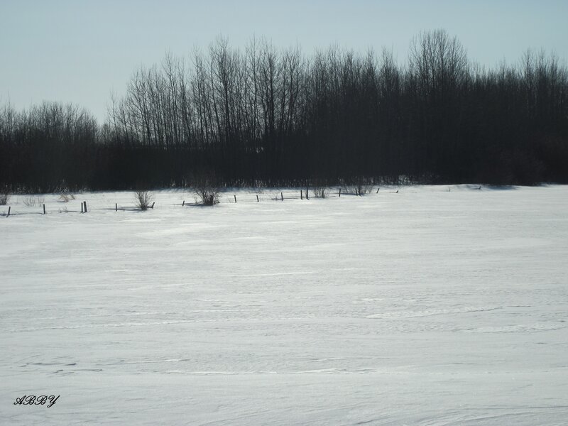 Snow-covered Field — White, Serene, Winter, Photograph, Trees, Fence