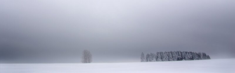 Snow-covered Field — White, Serene, Winter, Photograph, Trees, Fog, Snow