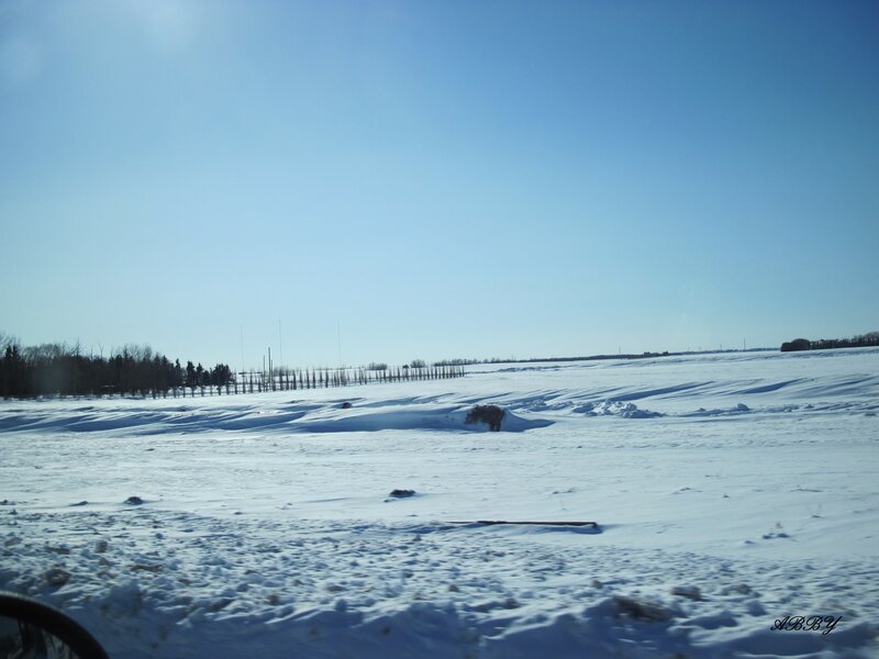 Snow-covered Field — White, Serene, Winter, Photograph, Trees, Sky, Fence