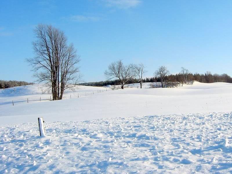 Snow-covered Field — White, Serene, Winter, Photograph, Trees