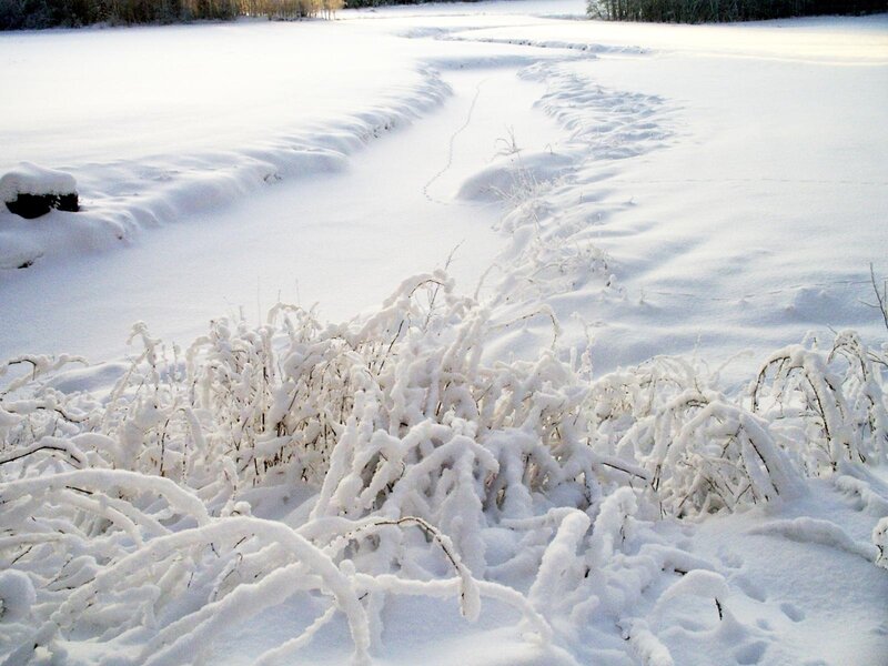 Snow-covered field with animal tracks