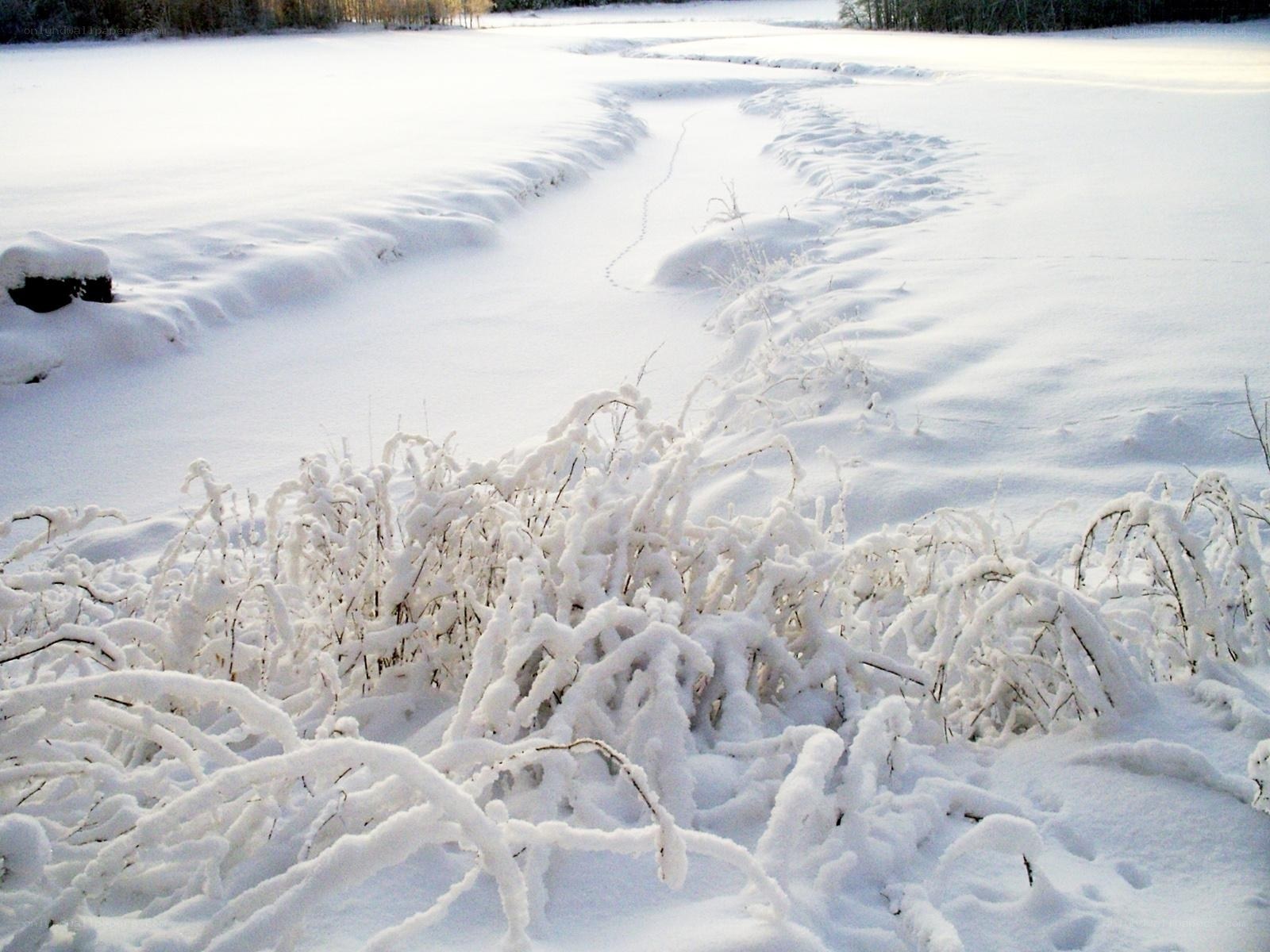 Snow-covered field with animal tracks