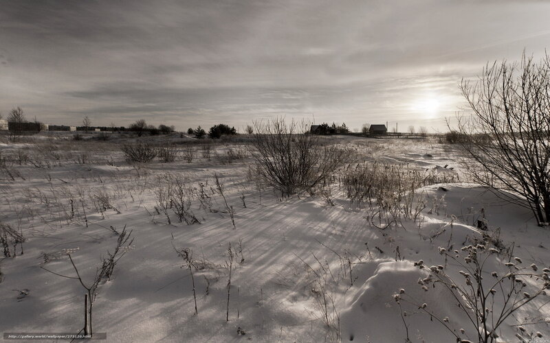 Snow-covered Field with Bushes