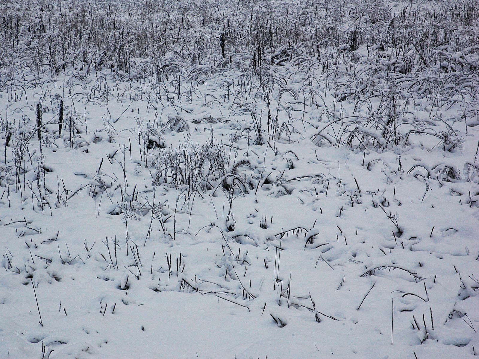snow-covered field with dry grass