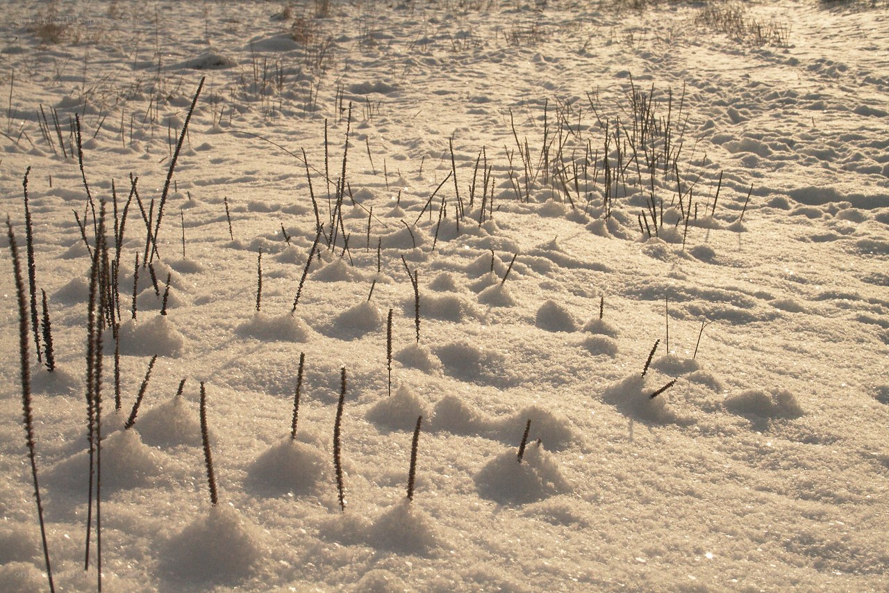 Snow-covered field with dry grass