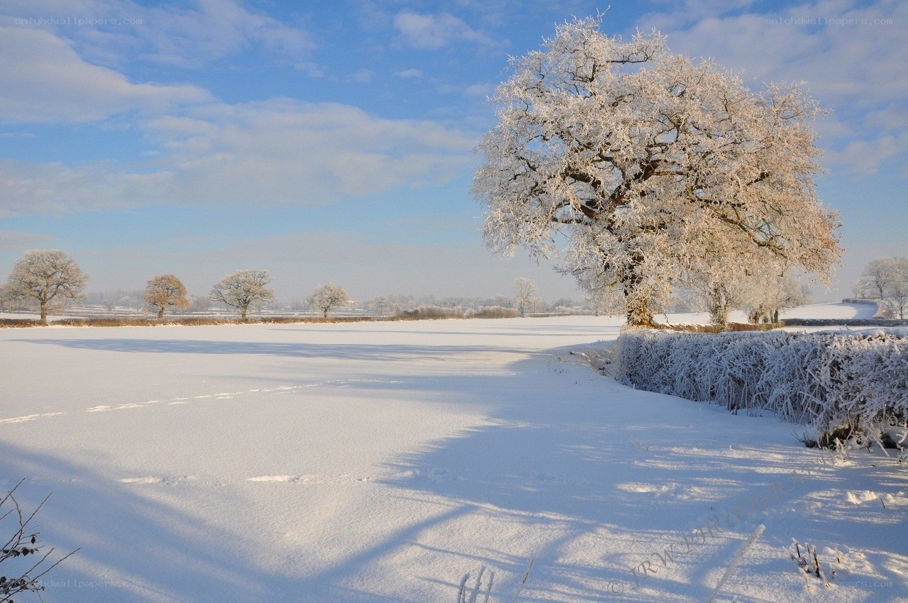 Snow-covered field with frosty trees