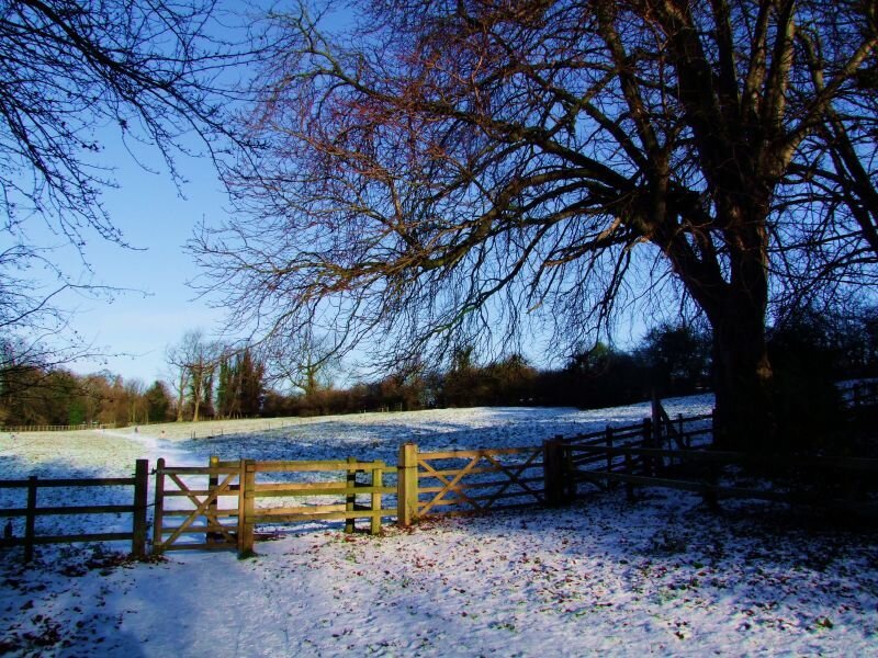 Snow-covered Field with Gate