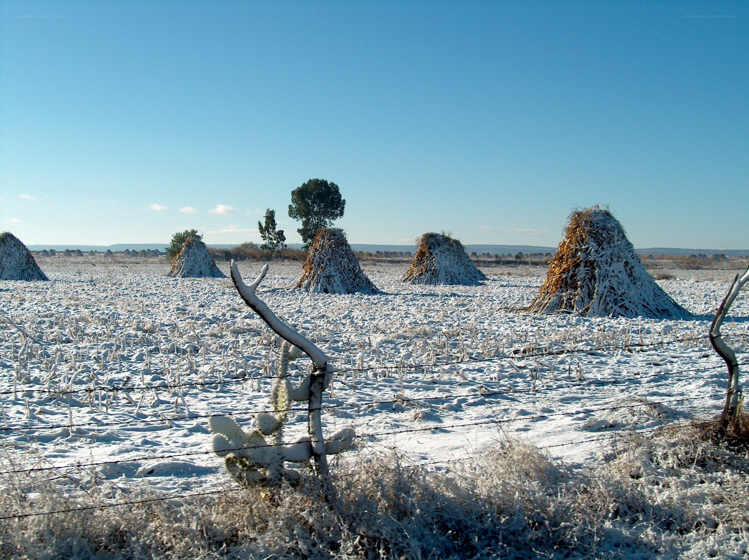 Snow-covered field with hay bales