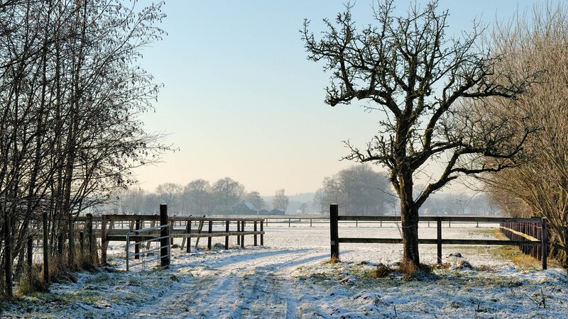 Snow-covered Field with Tree
