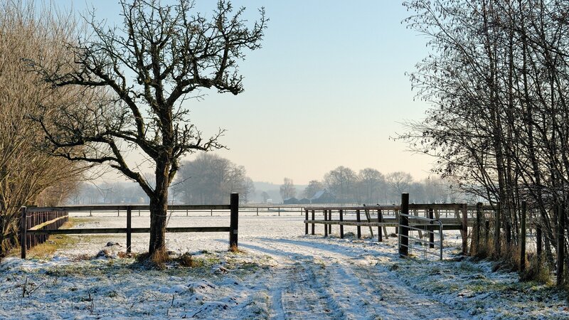 Snow-covered Field with Tree — White, Serene, Winter, Photograph