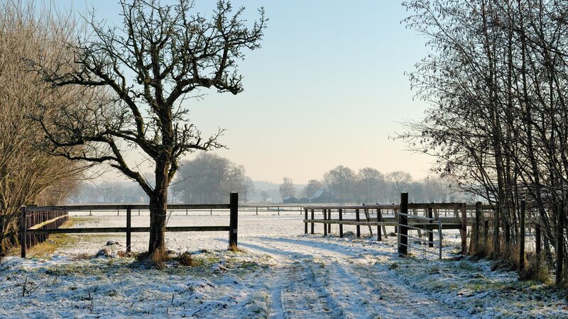 Snow-covered Field with Tree — White
