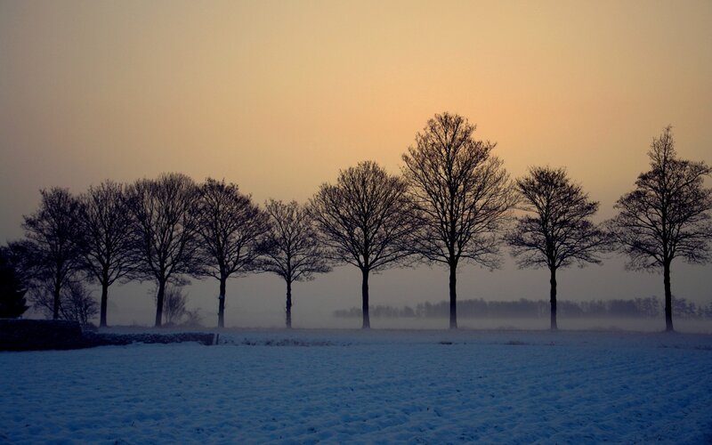Snow-covered Field with Trees — Blue, Serene, Winter, Photograph, Fog, Sky