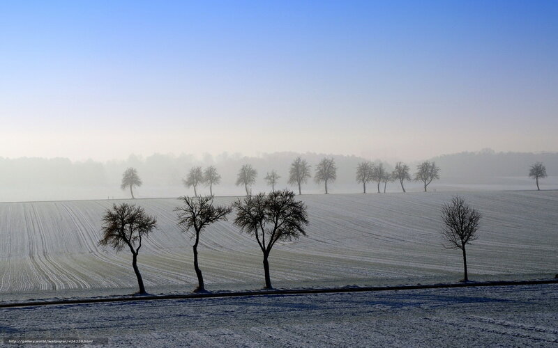 Snow-covered Field with Trees — Blue, Serene, Winter, Photograph, Frost