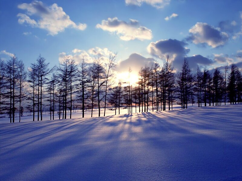 Snow-covered Field with Trees — Blue, Serene, Winter, Photograph, Sun