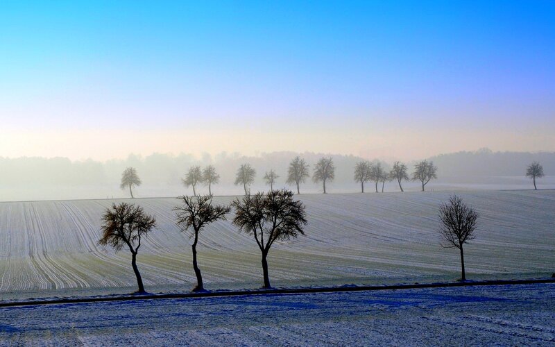 Snow-covered Field with Trees — Blue
