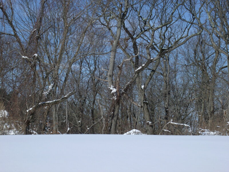 Snow-covered Field with Trees — White, Calm