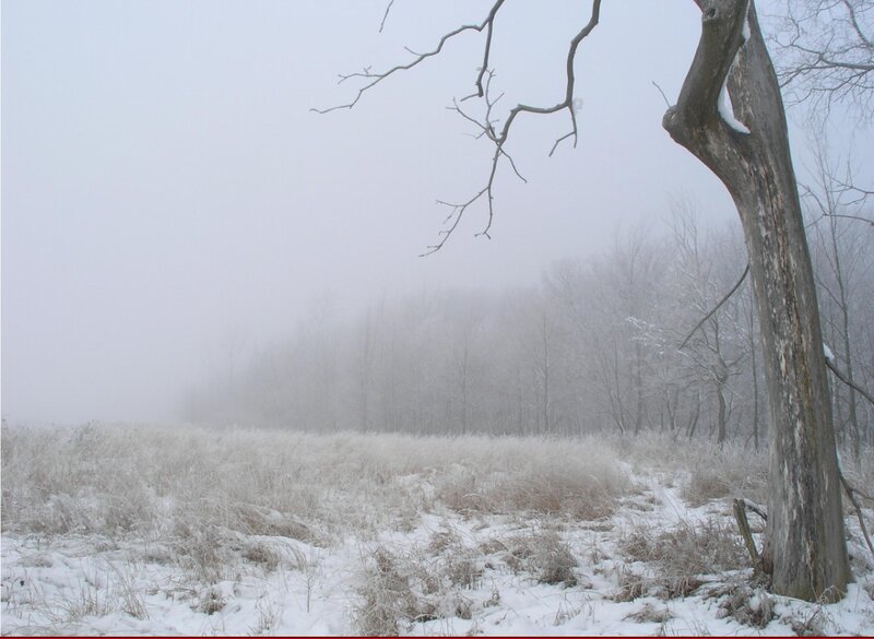 Snow-covered Field with Trees — White, Cold