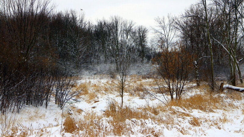 Snow-covered Field with Trees — White, Cold, Winter, Photograph