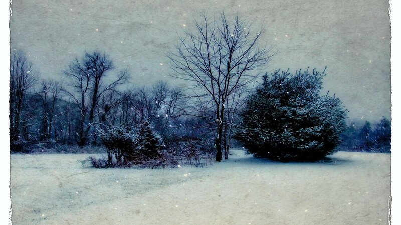Snow-covered Field with Trees — White, Cold, Winter
