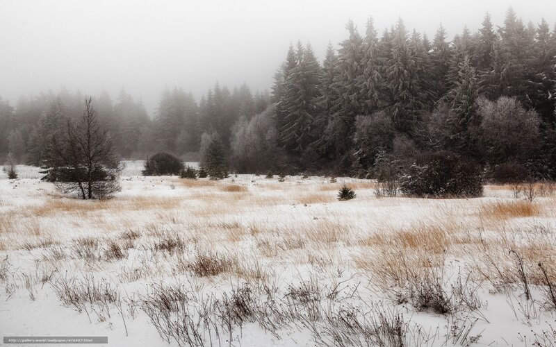 Snow-covered Field with Trees — White, Misty