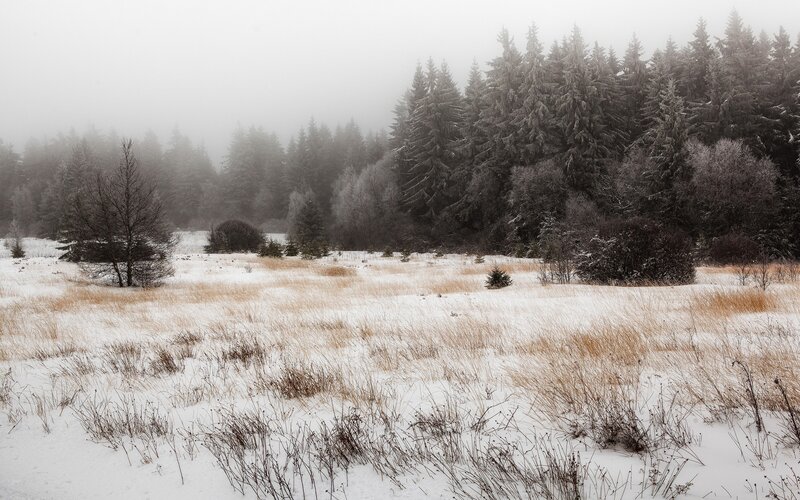 Snow-covered Field with Trees — White, Misty, Winter, Photograph, Fog