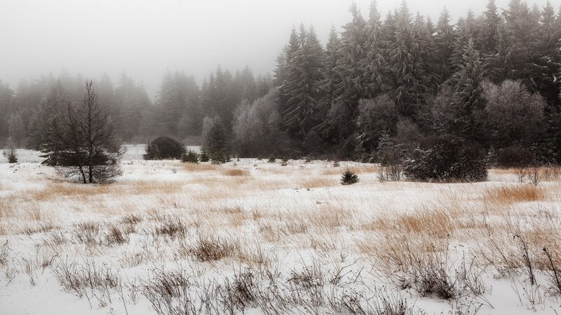 Snow-covered Field with Trees — White, Misty, Winter