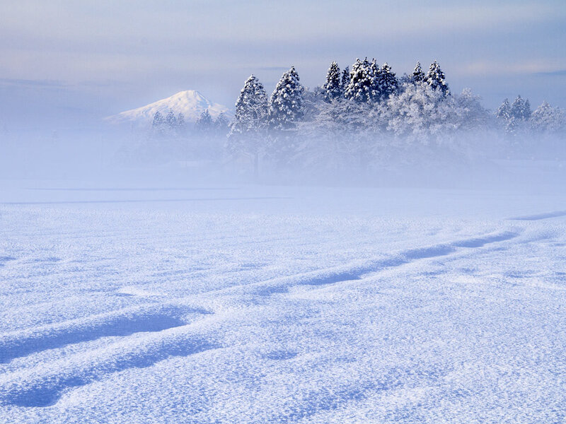 Snow-covered Field with Trees — White, Serene