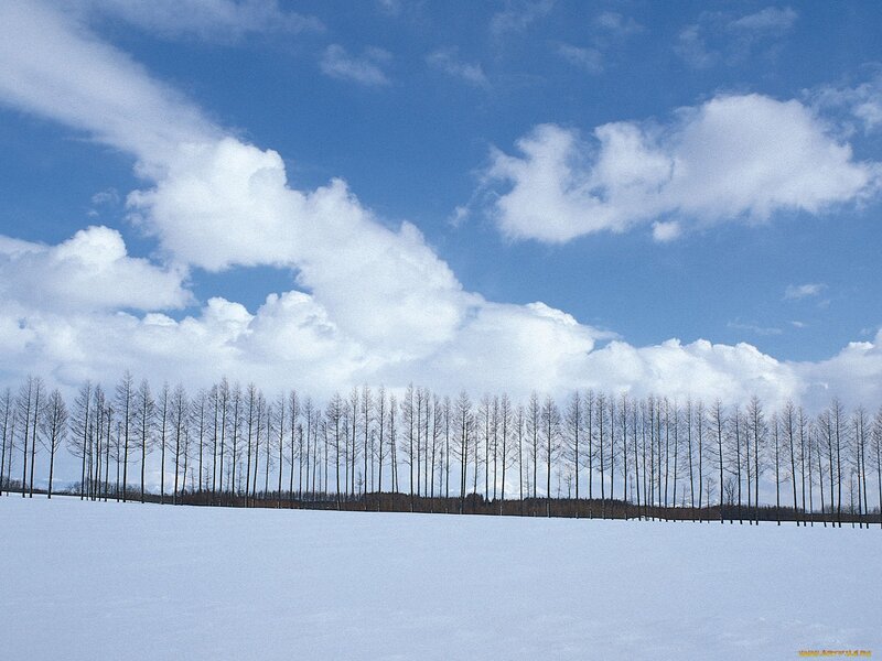 Snow-covered Field with Trees — White, Serene, Winter, Photograph, Clouds