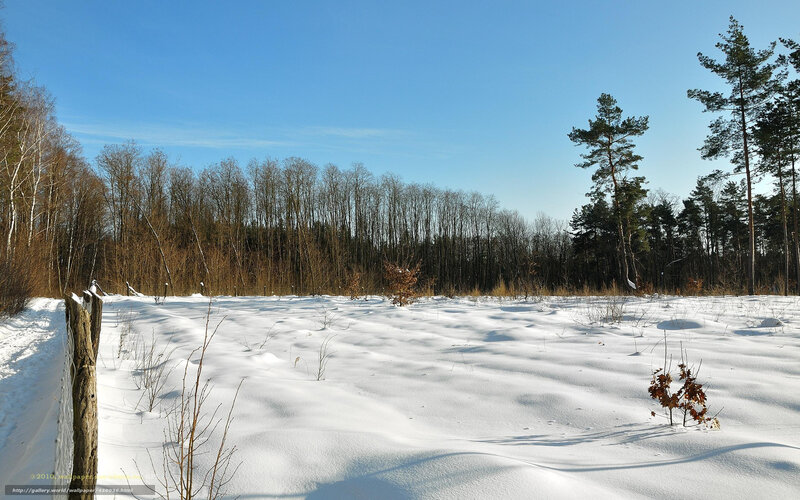 Snow-covered Field with Trees — White, Serene, Winter, Photograph, Snow, Fence