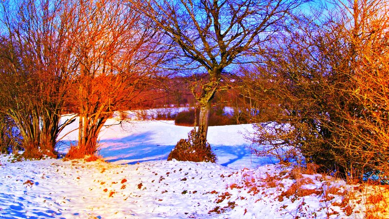 Snow-covered Field with Trees — White, Serene, Winter, Photograph, Snow, Sky