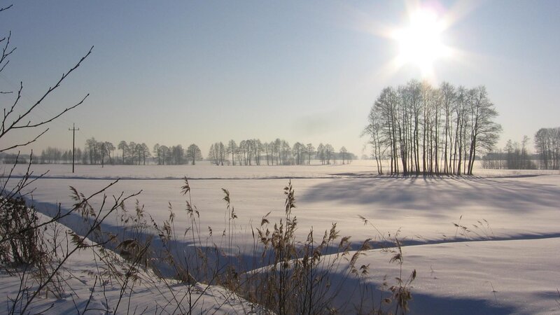Snow-covered Field with Trees — White, Serene, Winter, Photograph, Sun, Power Line