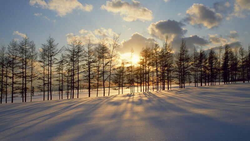 Snow-covered Field with Trees — White, Serene, Winter