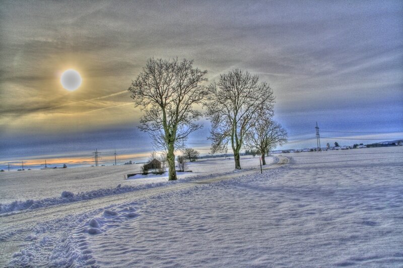 Snow-covered Field with Trees — White