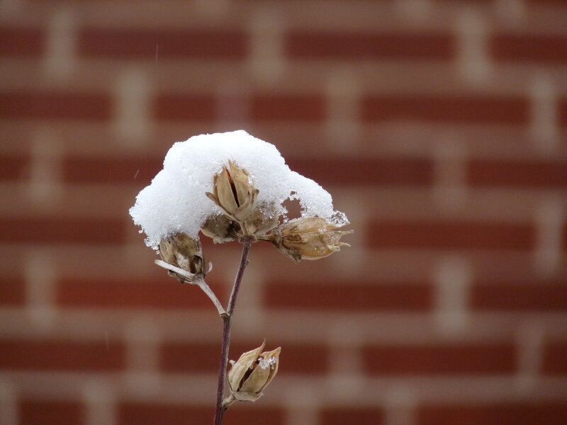 Snow-covered Flower Buds