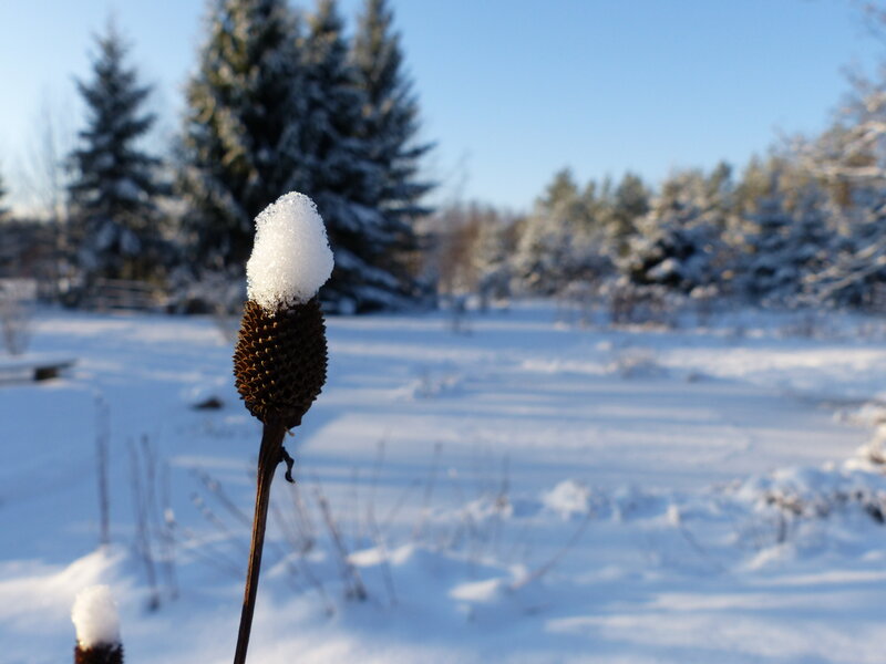 Snow-covered Flower Head