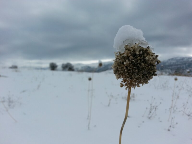 Snow-covered Flower Head — White